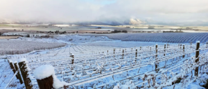 Cirrus Vineyards