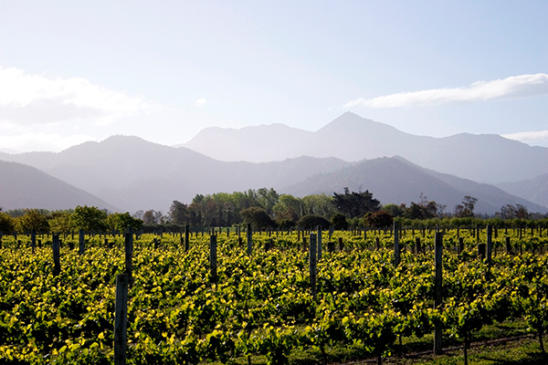 Vinyard in New Zealand