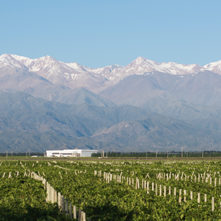 Vineyard in Argentina