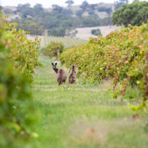 Kangaroos in a vineyard in Australia