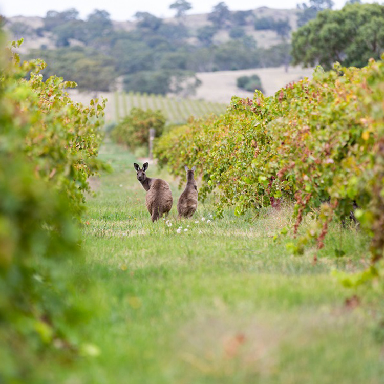 Kangaroos in a vineyard in Australia