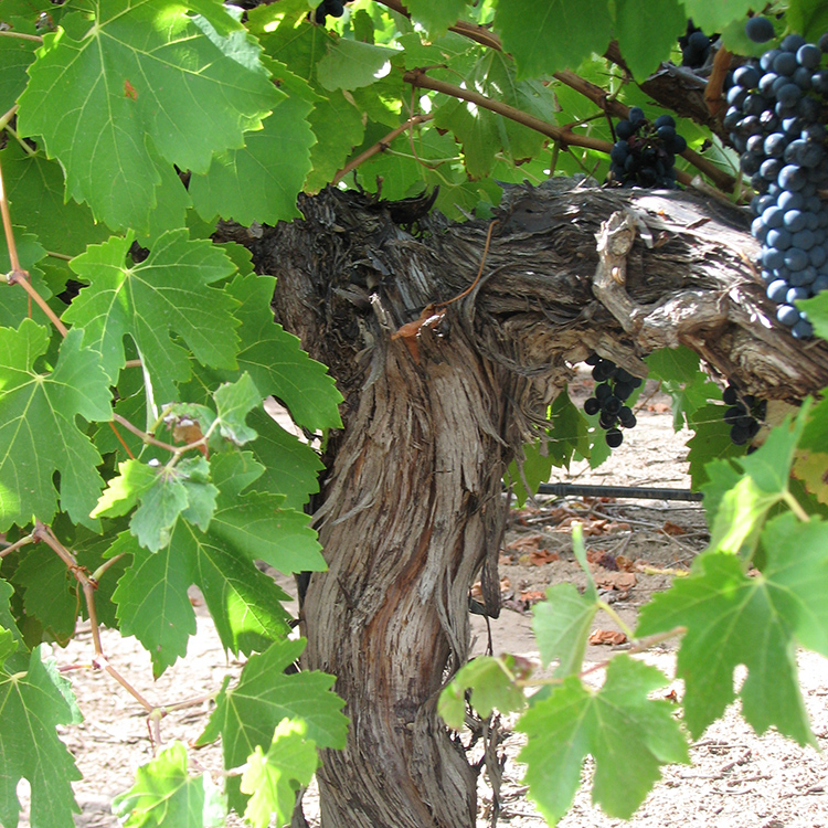 Vine with grapes