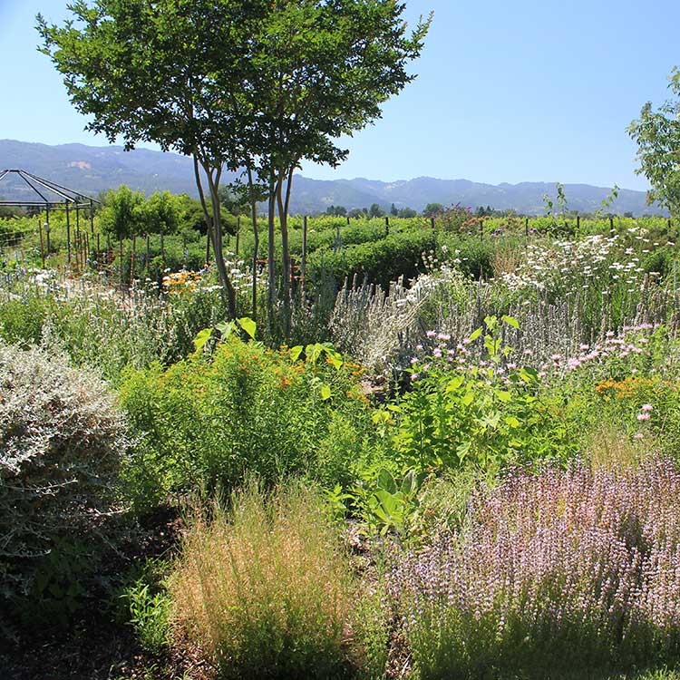 Vineyard in California