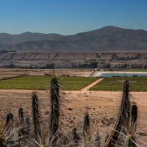 Vineyard in Chile