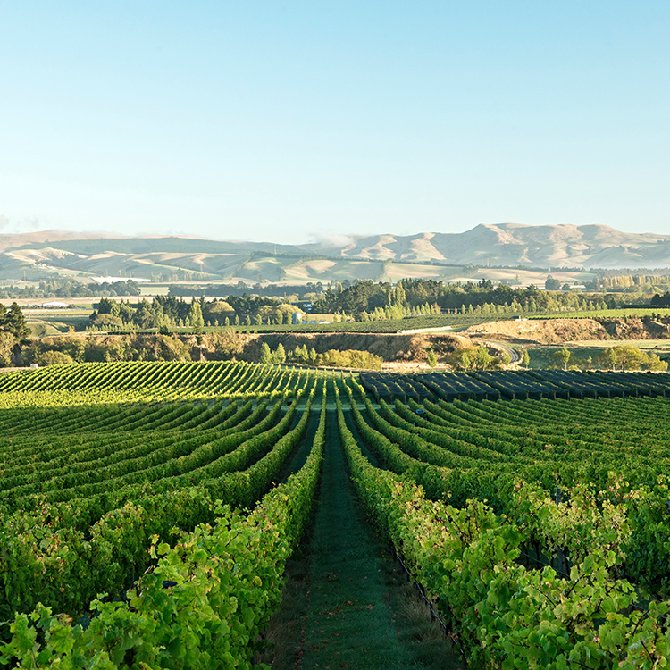 Vineyard in New Zealand