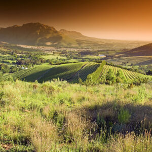 Vineyard in South Africa