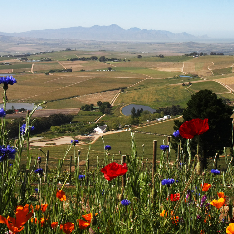 Wild flowers and vineyard in South Africa