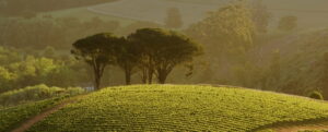 banner home bg