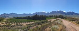 Vergelegen Winery