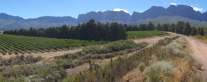 Vergelegen Winery view