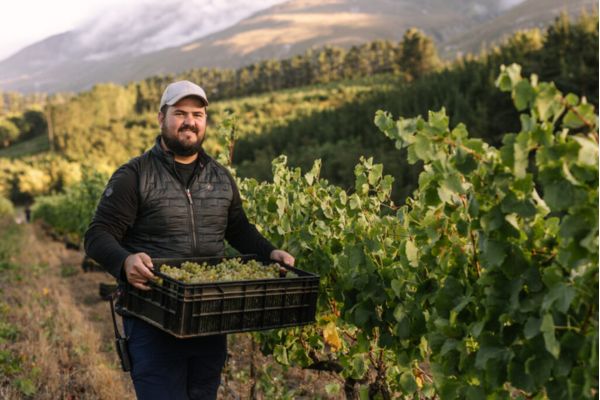 Cluver Harvest report 2025