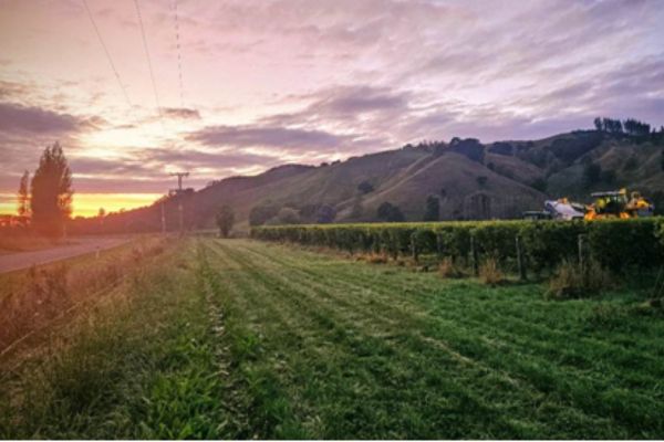 Stanley harvesting at first light
